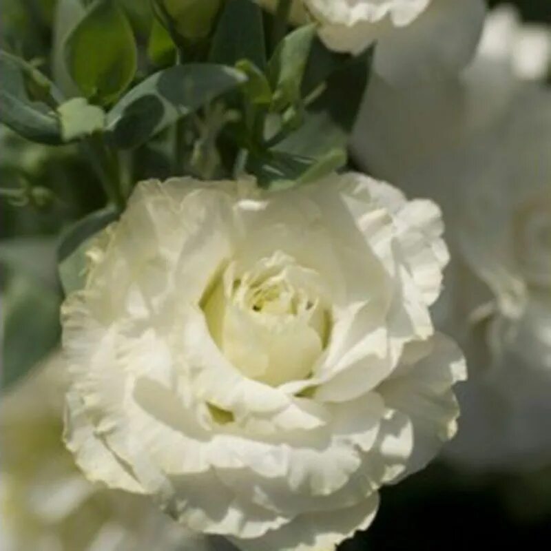Эустома махровая белая. Эустома мариачи белая. эустома mariachi white pure. эустома мариачи вайт. эустома мариачи вайт пьюр.
