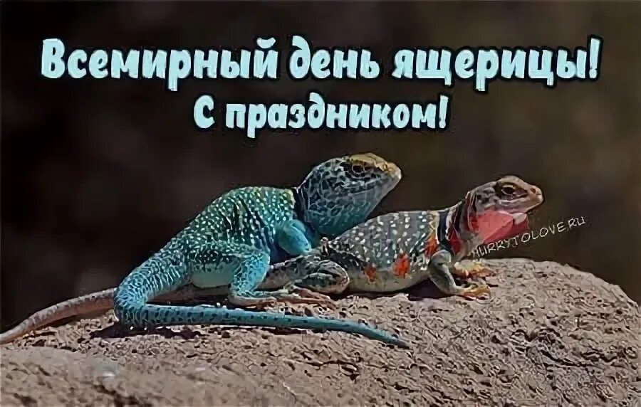 День ящерицы. Картинка всемирный день ящерицы. Всемирный день ящерицы 14 августа картинки. Картинка всемирный день ящерицы. Открытки 14 августа - всемирный день ящерицы.