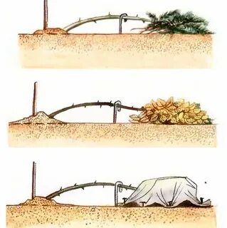 Как правильно закрыть на зиму