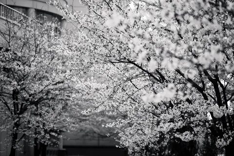 White japan