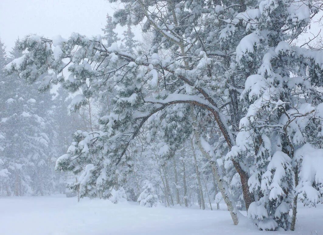 Первозданный снег. Февральский снег. Февраль метель. Февраль природа. Метель в лесу.