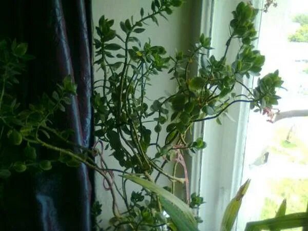 Почему не цветет цветущие каланхоэ. Каланхоэ разрастающееся (kalanchoe prolifera). каланхоэ вытягивается вверх. каланхоэ растет вверх. каланхоэ вытянулся.