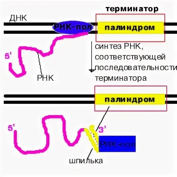 Терминатор рнк. Терминатор функции биология. терминаторы транскрипции строение. терминатор транскрипции. терминатор днк функции.
