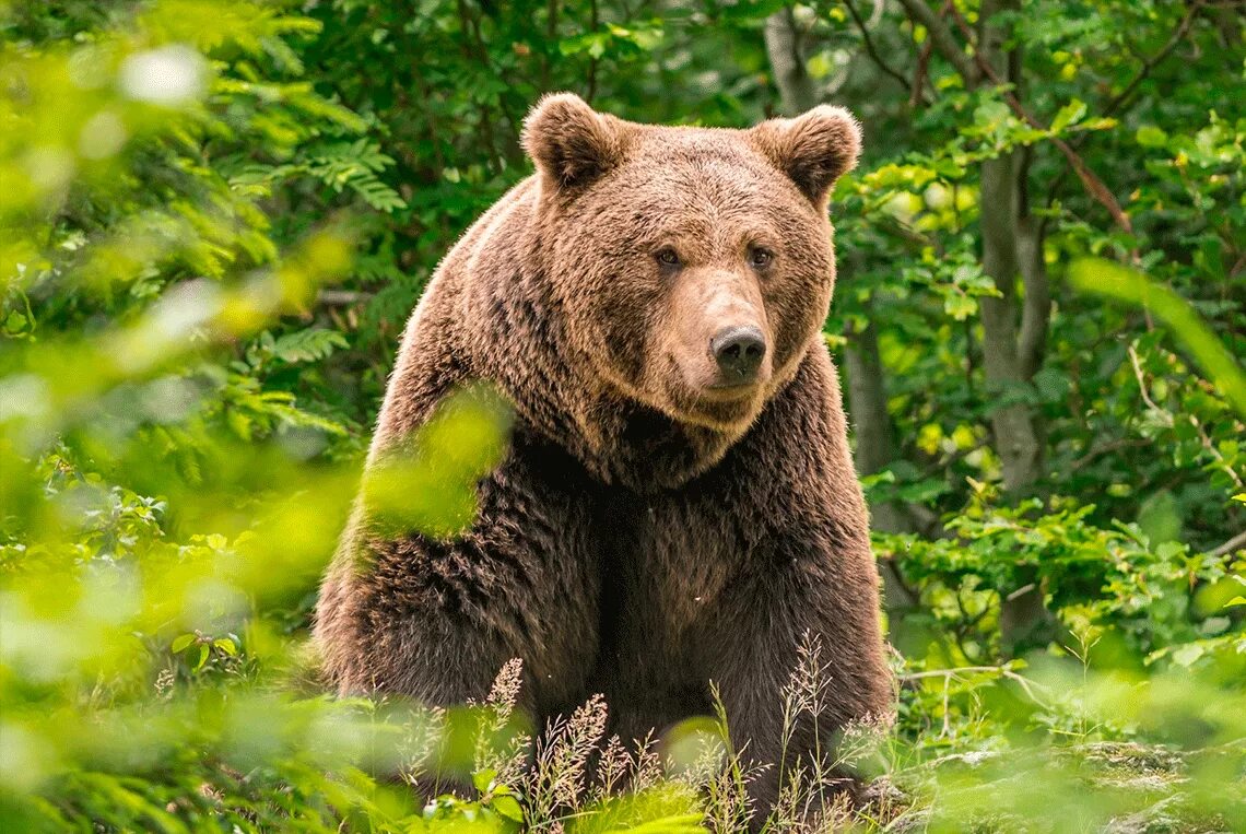 Продолжительность жизни медведя. Сколько живут медведи. Сколько живут медведи бурые. Бурый медведь леса россии. Сколкьомживет медведь.