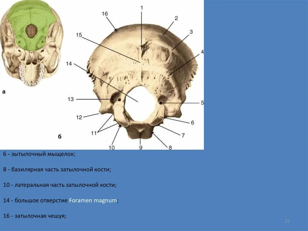 Мыщелок черепа. Затылочная кость черепа анатомия строение. Строение затылочной кости черепа. Выйная линия затылочной кости. Затылочная кость Синельников.