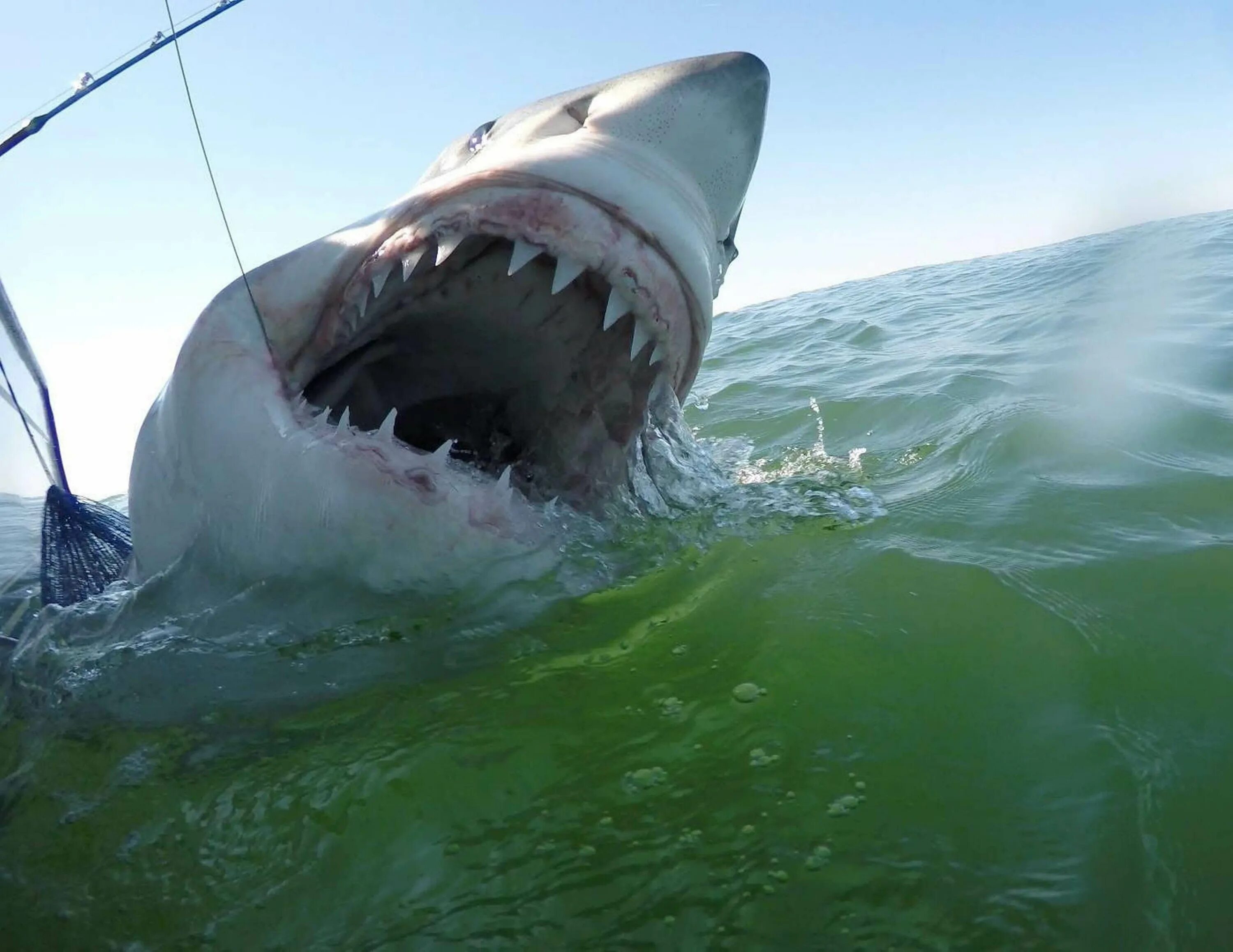 Shark return. Кархародон МЕГАЛОДОН. Самая большая акула. Большая белая акула. Самая большая акула в мире.