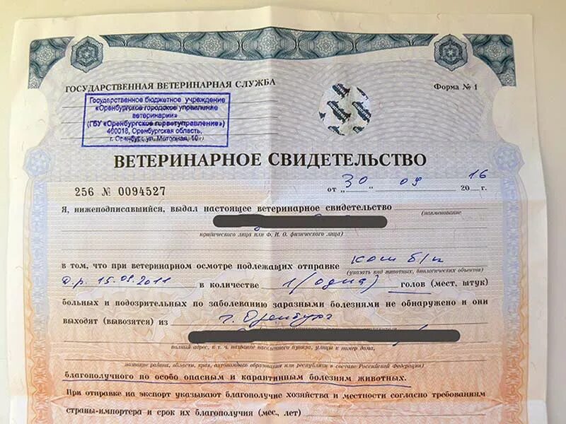 Нужна справка в самолет. Ветеринарное свидетельство формы 1 коровы. Ветеринарная справка для перевозки животных форма 1. Ветеринарное свидетельство формы 1 на кошку. Справка о Перевозе животных.