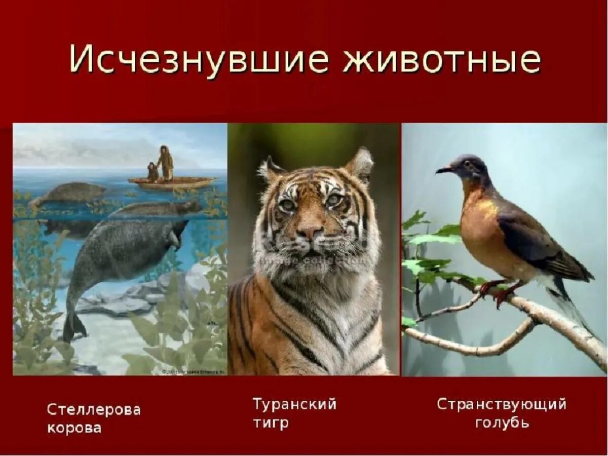 Исчезновение редких животных и растений. Исчезающие животные из красной книги. вымершие виды животных из красной книги. красная книга исчезающие виды. животные из красной книги россии которые вымерли.