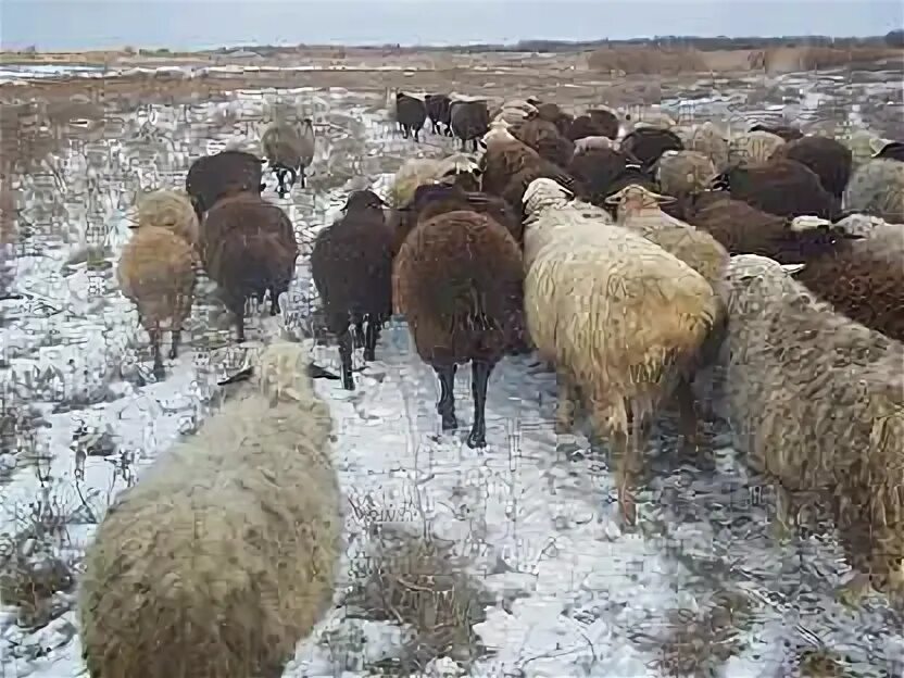 Баран пас