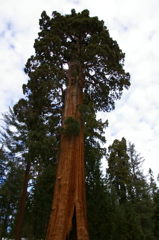 Sequoia 15.2