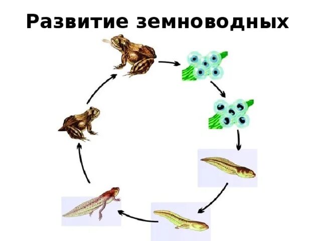 Конспект рост и развитие животных 8 класс. Модель-аппликация "цикл развития лягушки". Цикл развития лягушки. Цикл развития лягушки 3 класс. Модель развития лягушки.