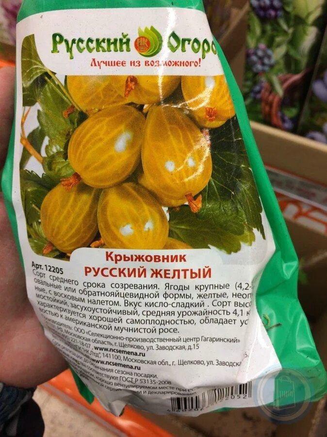 Крыжовник русский желтый. Крыжовник русский жёлтый дегустационная оценка. Крыжовник русский желтый описание. Крыжовник русский желтый описание сорта. Крыжовник русский отзывы