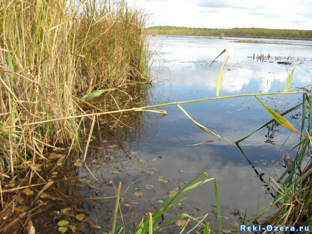 неглубокое озеро. неглубокое озеро. озеро нюхти на карте. отлогий берег и песчаное дно. неглубокий водоем.