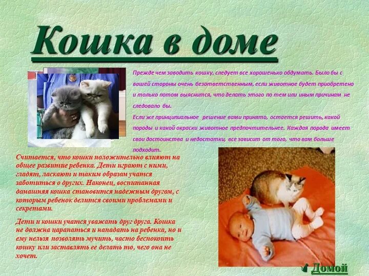 Домашний питомец кот. Почему нужно завести кошку. Плюсы завести ребенку домашнее животное. Причины не заводить кота.