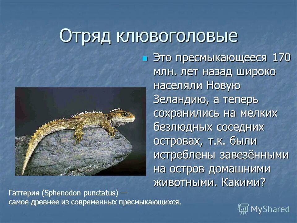 Клювоголовые пресмыкающиеся представители. Гаттерия переходная форма между. Единственный современный представитель клювоголовых пресмыкающихся. Представители клювоголовых пресмыкающихся. Гаттерия размножение.