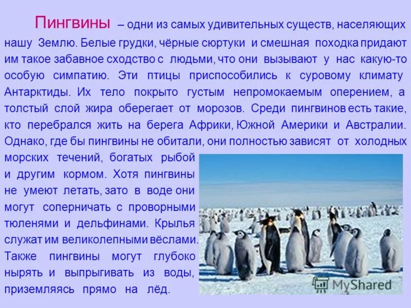 Про пингвина рассказ 1. Сообщение о пингвинах. Рассказ о пингвине. Доклад про пингвинов. Пингвин доклад 3 класс.