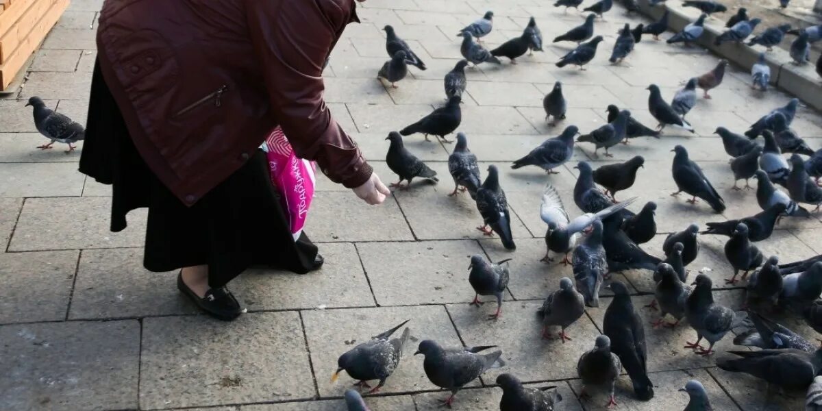 Голуби кормятся. Кормление голубей зимой. Кормление птицы голубя. Кормление голубей на улице.