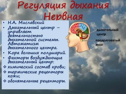 Дыхание тканей