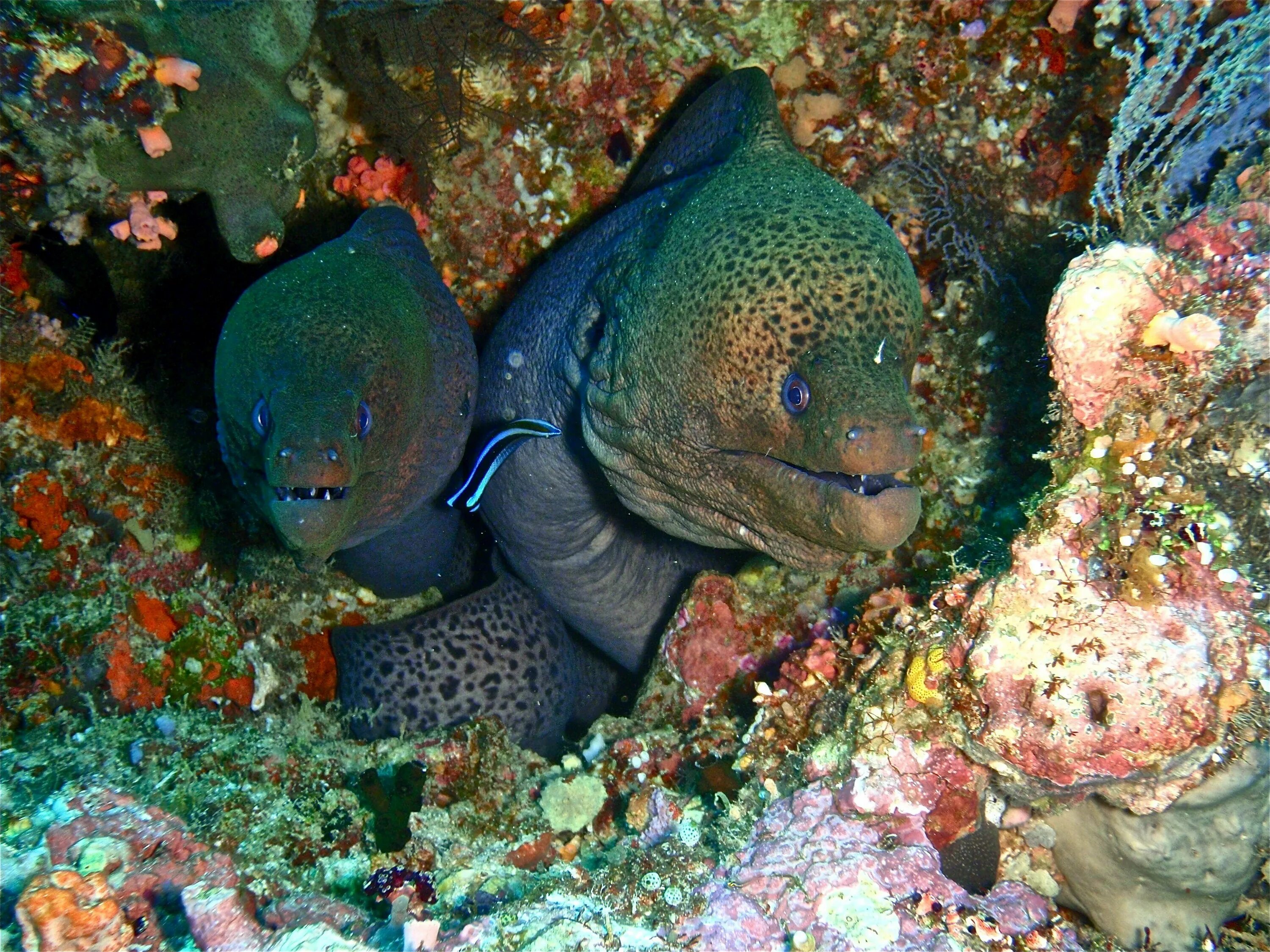 Мурена рыба. Мурена. Черноморская мурена. Мурена комета рыба. Морская змея мурена.
