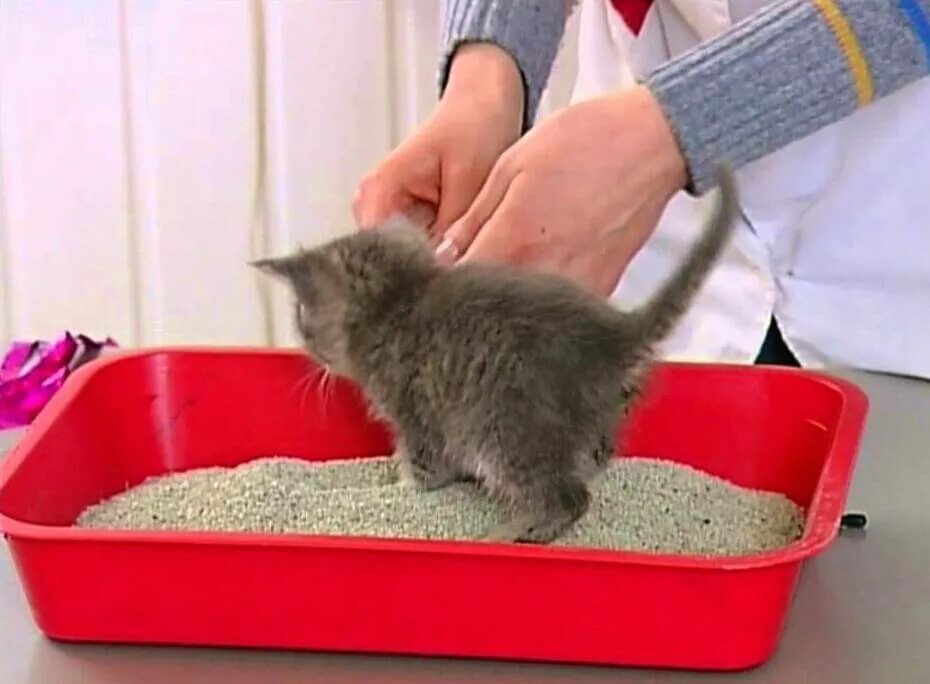 Как котенка приучить к лотку 2 месяца. Приучить котенка к лотку. приучение кота к лотку. лоток для котенка 1 месяц. просто котята приучаются к лотку.