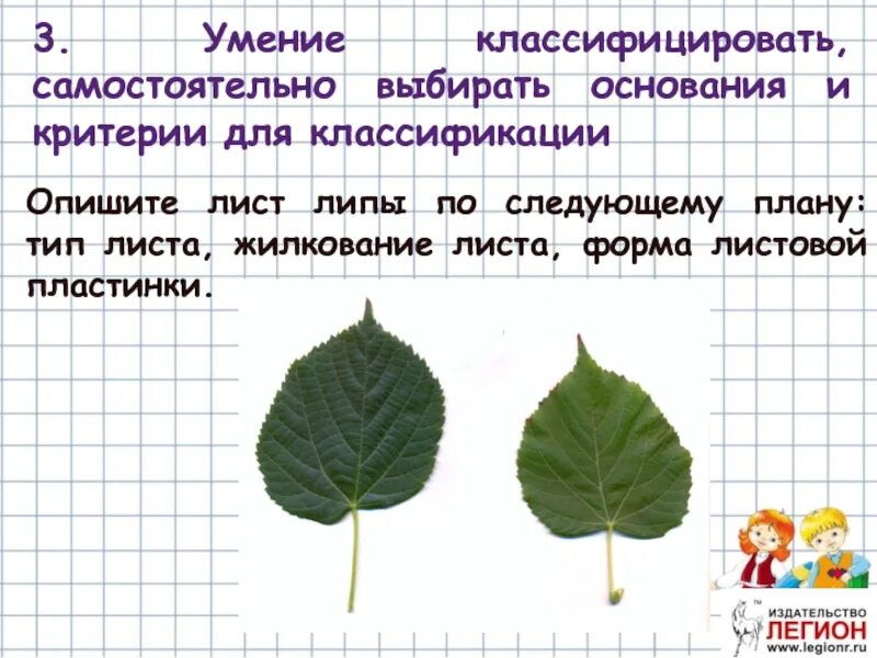 Листья по типу жилкования. Жилкование листовой пластинки. Опишите лист. Опишите лист. Форма листа смородины.