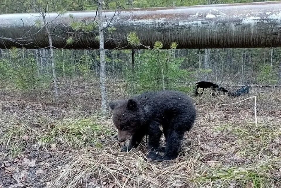 Потеряли медведя. Бурый медвежонок потерялся на рынке. Медвежонок сирота пришел к людям в забайкальском крае. Медвежонок потерялся. Мишка и пропавшая храбрость.