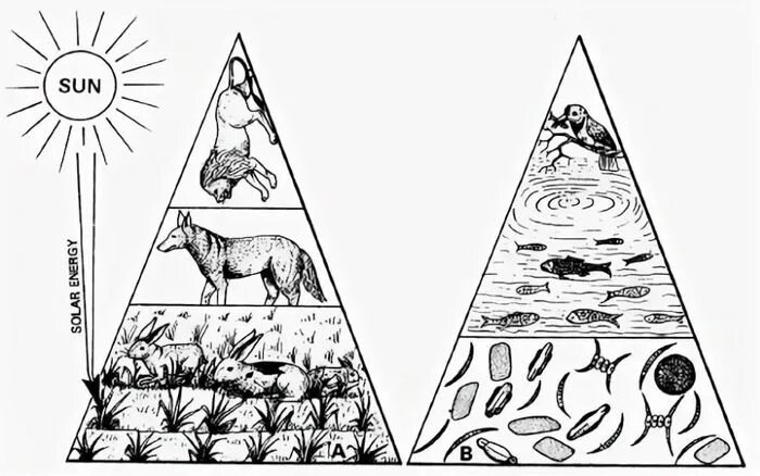Экологическая пирамида рисунок. Трофический уровень экологической пирамиды. Пирамида биомассы смешанного леса. Экологическая пирамида питания. Пирамида биомассы водной экосистемы.