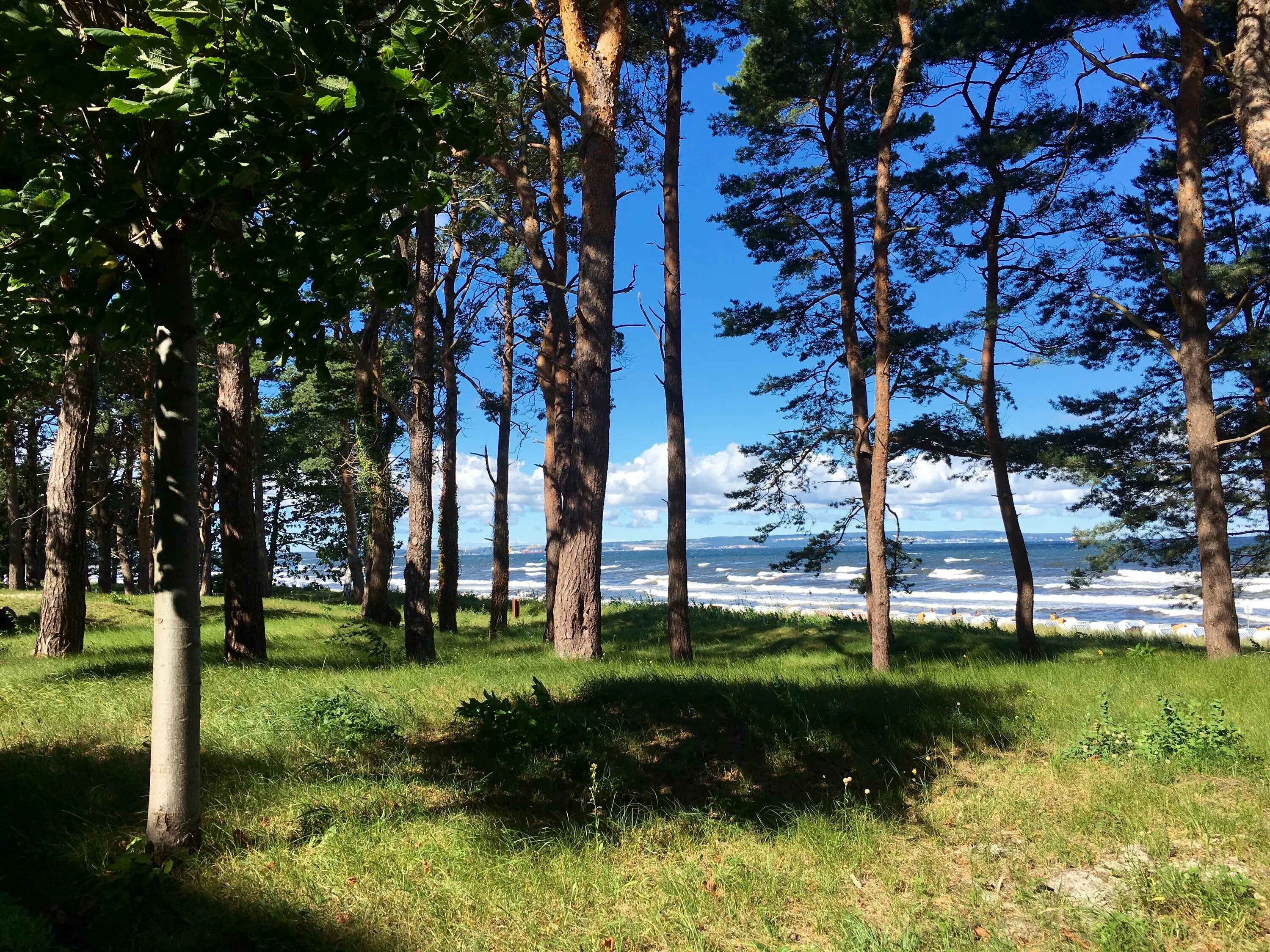 Сосновый бор. Сосновый бор псковская область. Белоруссия урочище сосновый бор. Бузулукский бор самарская область лес. Соснового бора соснового бора.