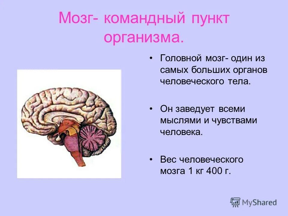Организм человека головной мозг.