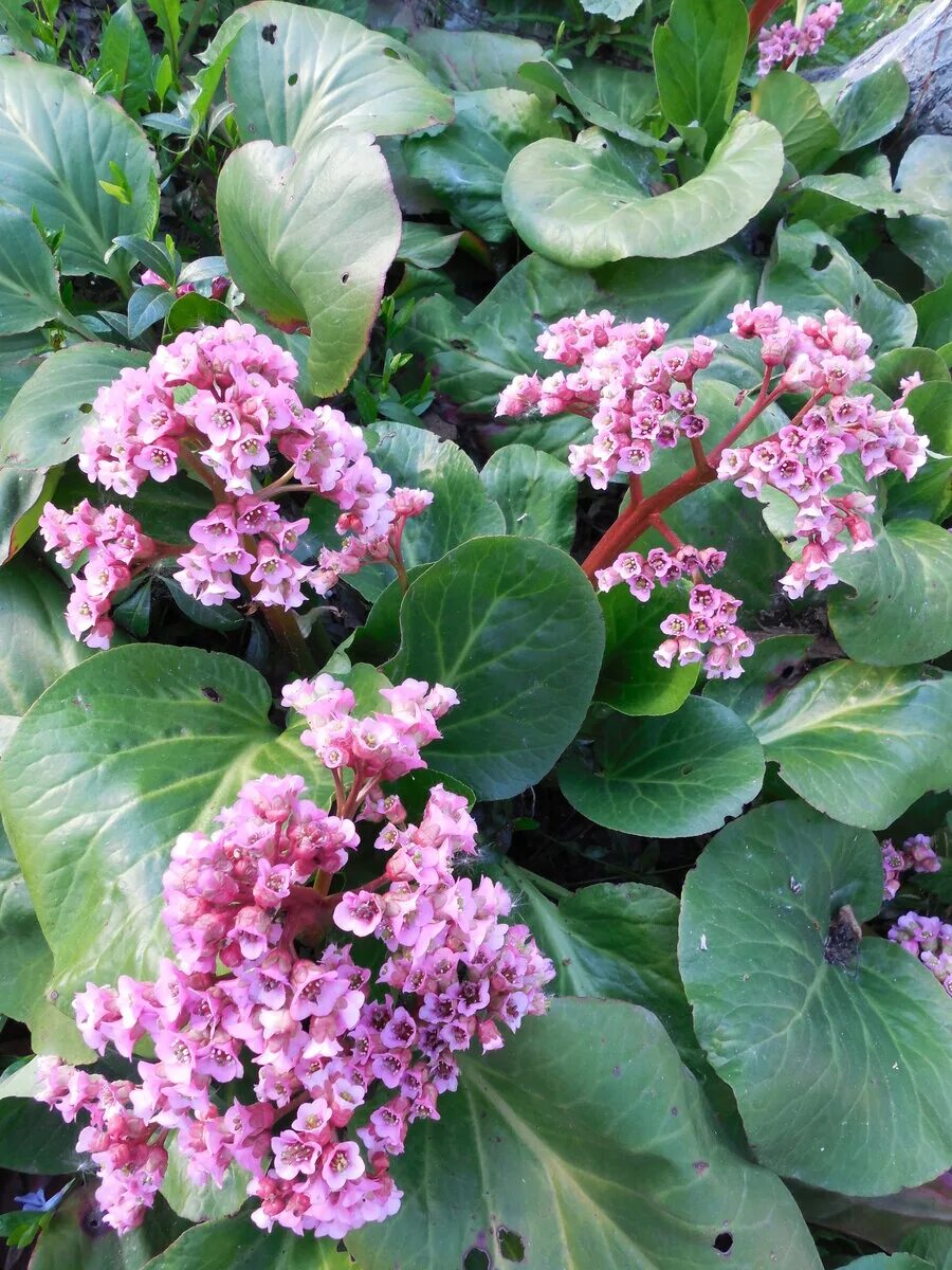 Бадан толстолистный (в. Бадан грунт. Бадан розоволистный. Бадан цветет. Бадан реснитчатый dumbo.