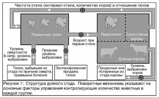 Воспроизводство КРС. Программы управления стадом крупного рогатого скота. Воспроизводство стада КРС. На площадке молодняка играли 5