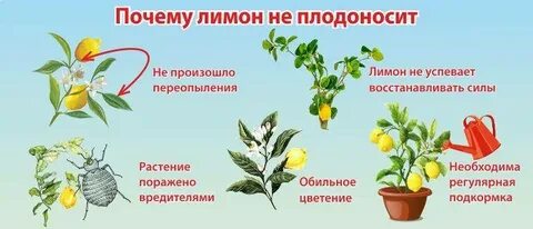 Чем подкормить лимон