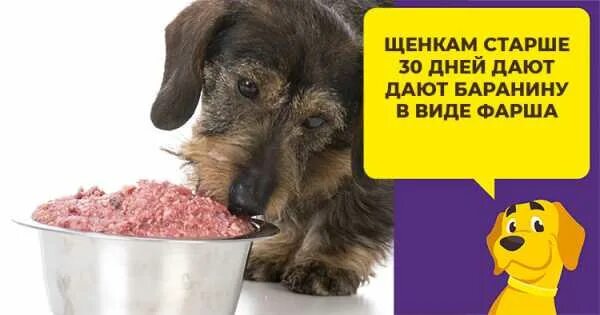 Можно ли давать собакам корм для щенков. Визитка субпродукты для собак. можно давать собаке субпродукты. лучшие субпродукты для кормления собаки в морозы.