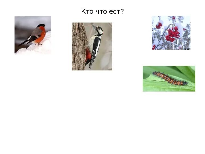 Зимующие птицы 1 класс окружающий. Зимующие птицы 1 класс окружающий мир плешаков. где зимуют птицы 1 класс. где зимуют птицы 1 класс окружающий мир. где зимуют птицы 1 класс птиц.