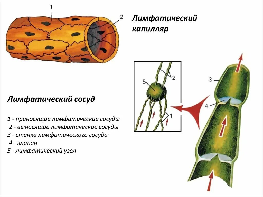 Стенка лимфатического сосуда. Схема строения лимфатического сосуда. Строение капилляров лимфатической системы. Строение лимфатических капилляров сосудов узлов. Строение капилляры лимфа.