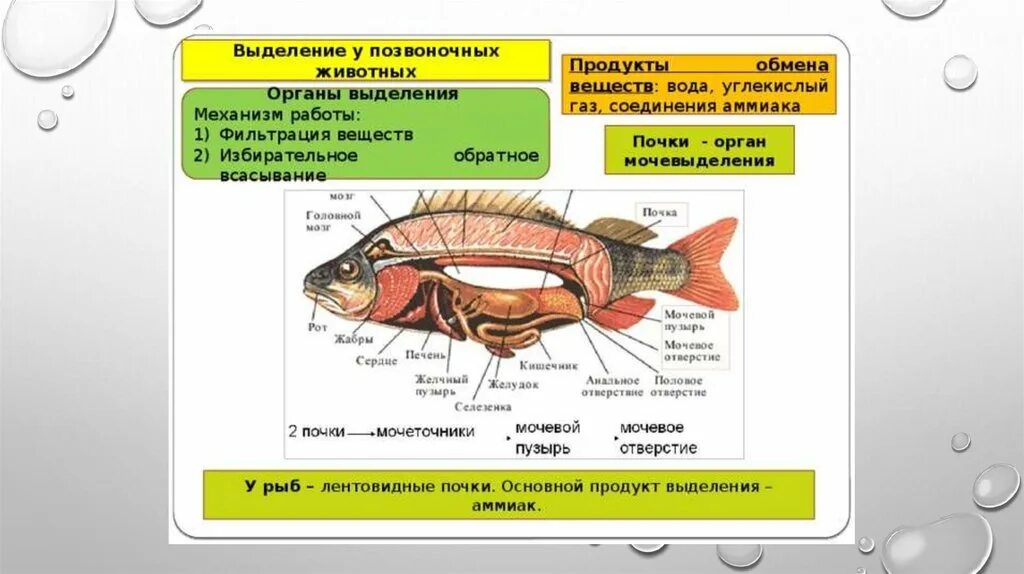 Рыбы выделительная система таблица. Система органов выделения у рыб. Органы выделения позвоночных животных. Выделительная система рыб. Через какие органы выделения выводятся газообразные