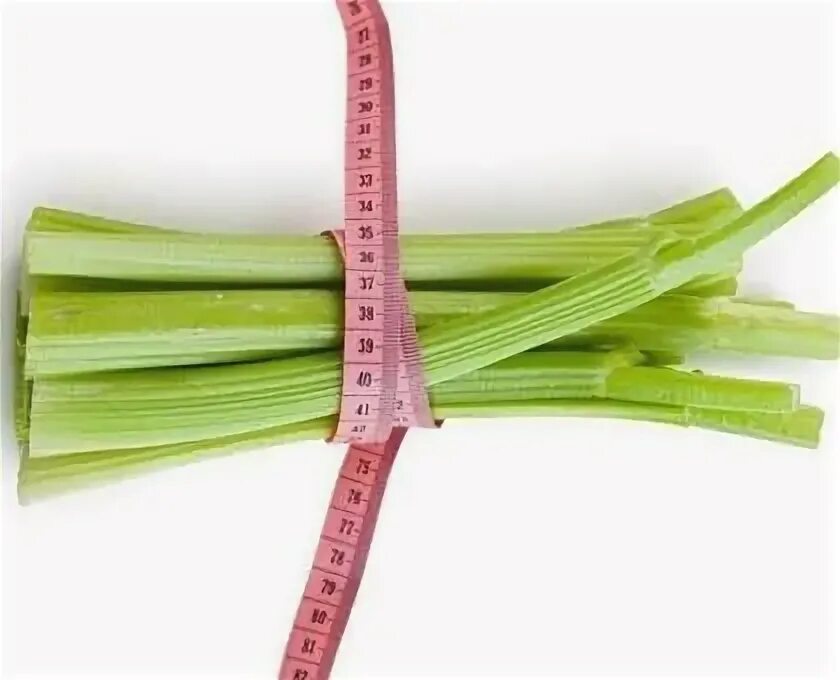 Сельдерей черешковый (стеблевой). Сельдерей черешковый (стеблевой). Стебли для похудения. Сельдерей черешковый. Сельдерей черешковый и листовой.