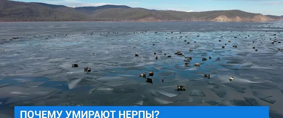 Как нерпы попали в байкал. Байкальская нерпа ушканьи острова. ушканьи острова на байкале. ушканьи острова на байкале зимой. байкальская нерпа зимой.