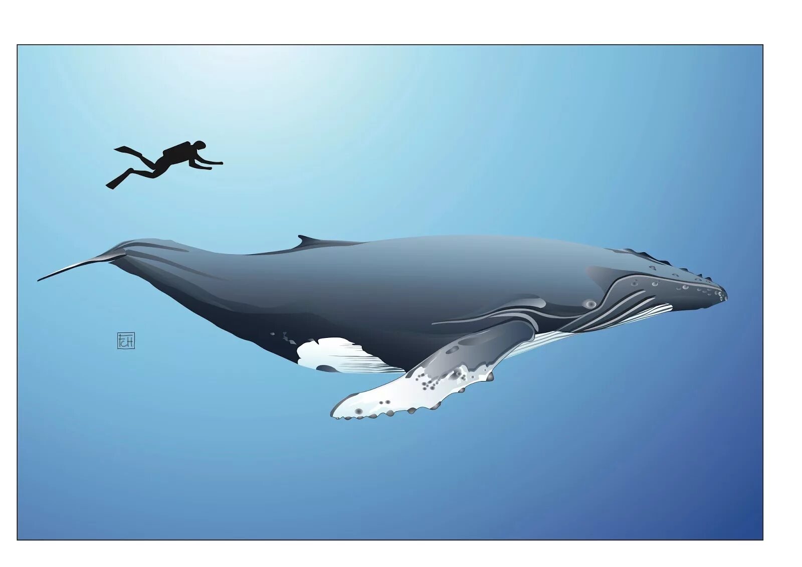 Бравал кит. Кит Горбач размер. Гренландский кит. Размер кита и человека. Киты и люди.