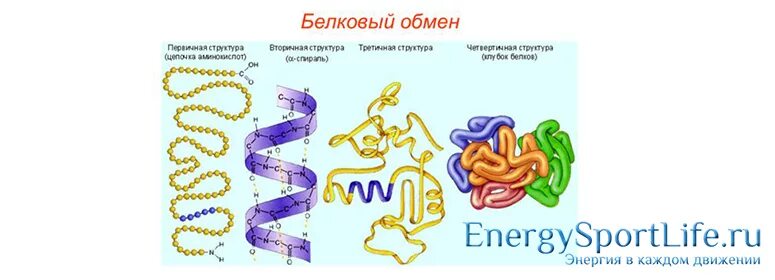 Белковый обмен в организме. Схема обмена веществ белков. Обмен белков в организме человека. Метаболизм белков в организме.