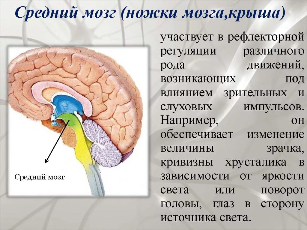 Центры промежуточного мозга. Строение среднего мозга. Средний мозг функции. Крыша среднего мозга.