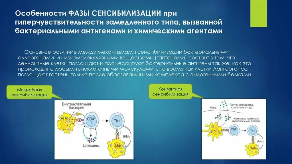 Сенсибилизация препараты. Гиперчувствительность замедленного типа. фаза сенсибилизации. сенсибилизация иммунология. сенсибилизация рецепторов.