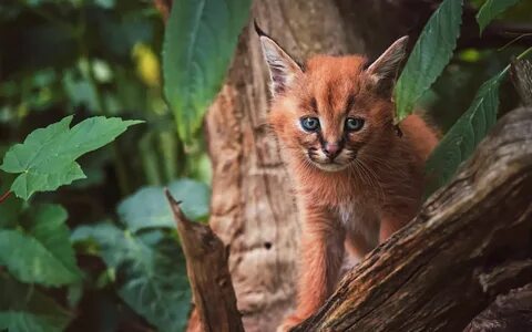 Каракал котенок