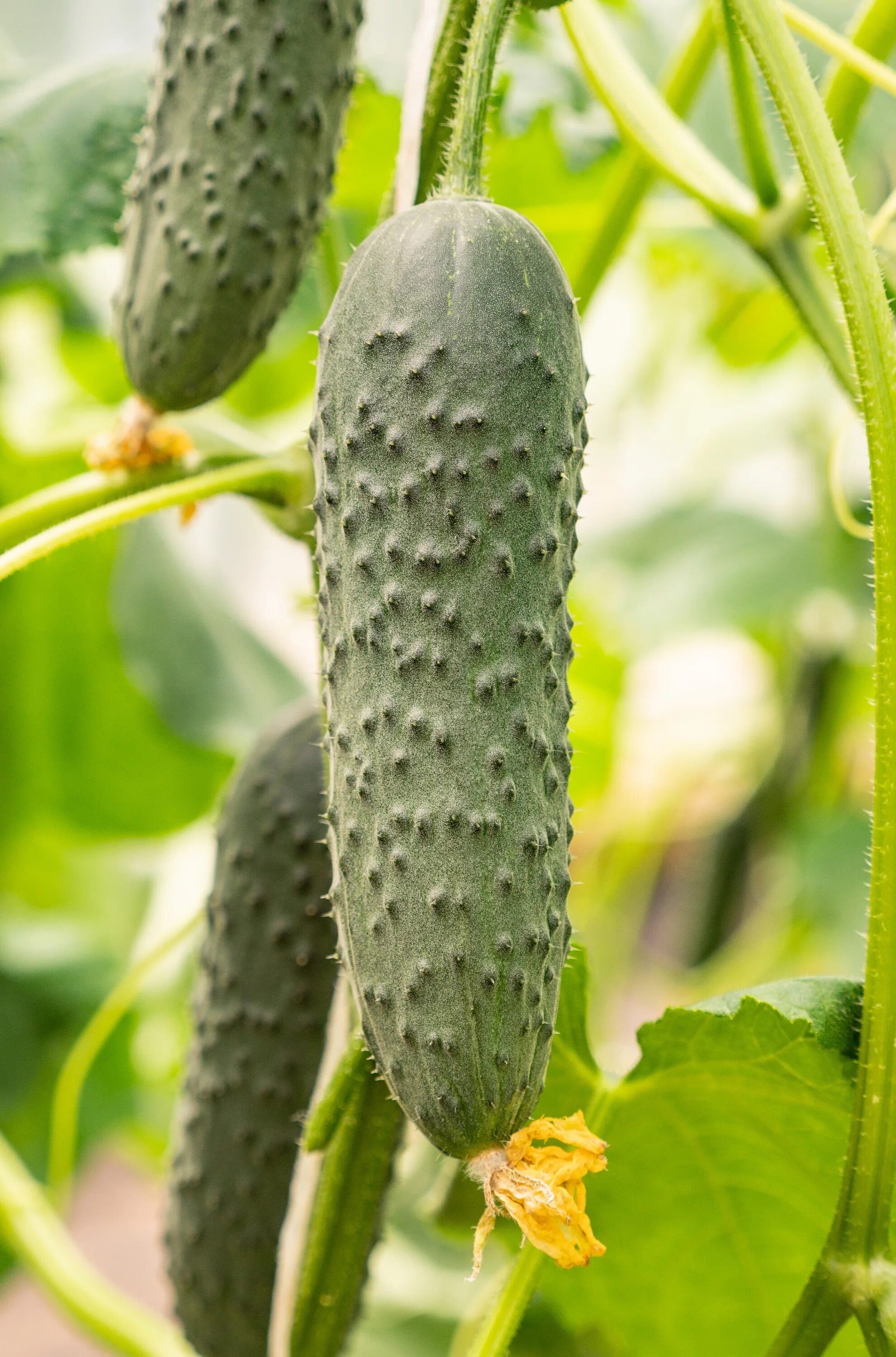 Огурец партенокарпический гуннар f1. Огурец сорт гуннар. Огурец сорт гуннар отзывы. Огурец сорт гуннар отзывы. Огурец габри f1.