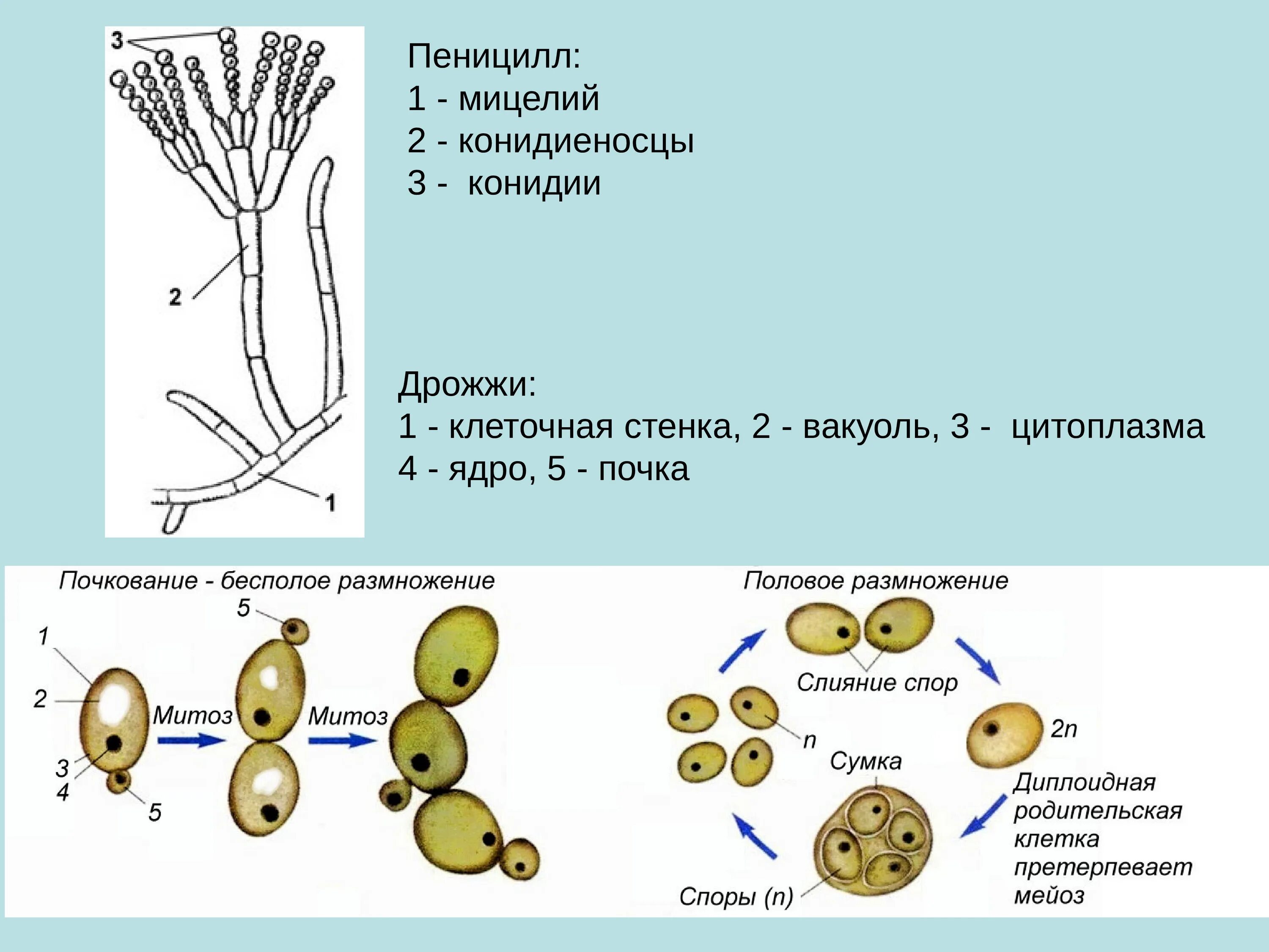 Размножение дрожжей спорами. Клетки грибов пеницилл. Конидии у грибов пеницилл. Строение мицелия пеницилла. Клеточное строение гриба пеницилла.