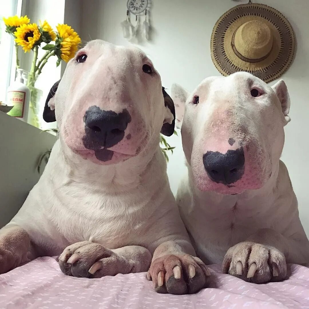 мопс цербер. бассет-хаунд бежит. две смешные собаки. забавные породы собак. три смешные собаки.