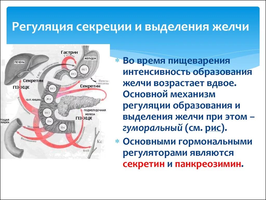 Выделяемый сок печени. Регуляция секреции кишечного секреция. Регуляция секреции сока поджелудочной железы. Нервная регуляция секреции поджелудочной железы. Рефлекторные механизмы желчеотделения.