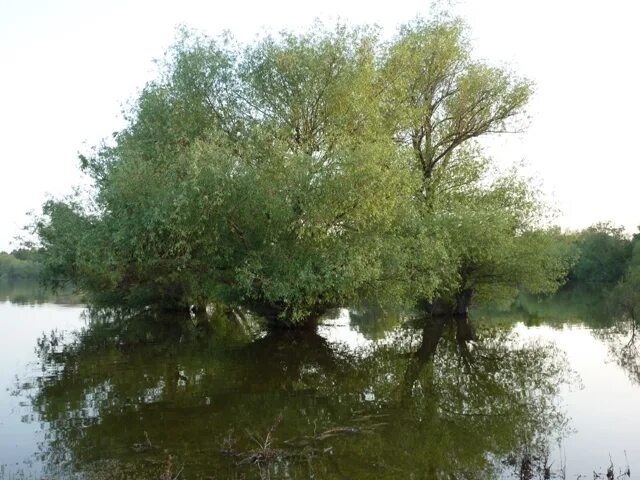 Астраханской области енотаевский район село енотаевский погода