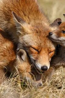 Fox family