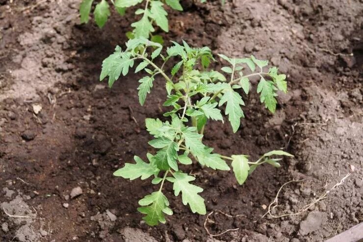 Рассада томатов в открытый грунт. Посев помидор в открытый грунт. Высаживание рассады томатов. Сажать помидоры в грунт рассадой. Высадка рассады помидор в открытый грунт.